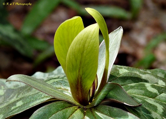 {Trillium cuneatum}